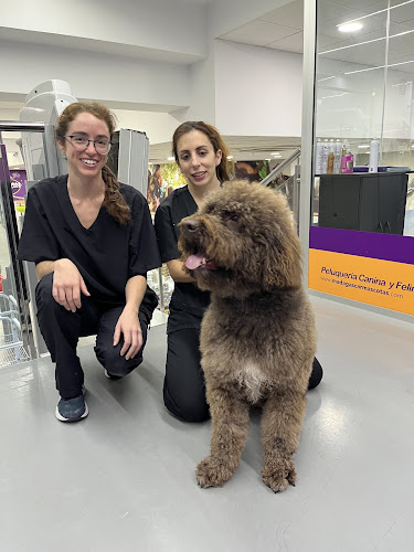 Madagascar Mascotas - Centro