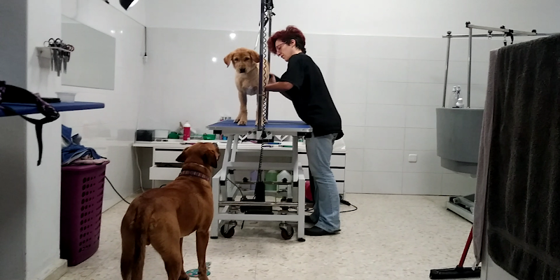 Negocio Maria Davila Peluqueria Canina