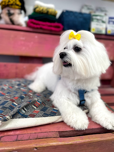 Negocio Marisol Cortés Estilista Canino