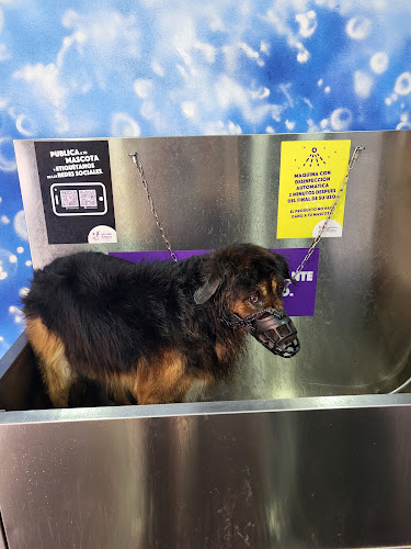 Negocio Mascota Limpia | Lavado De Perros