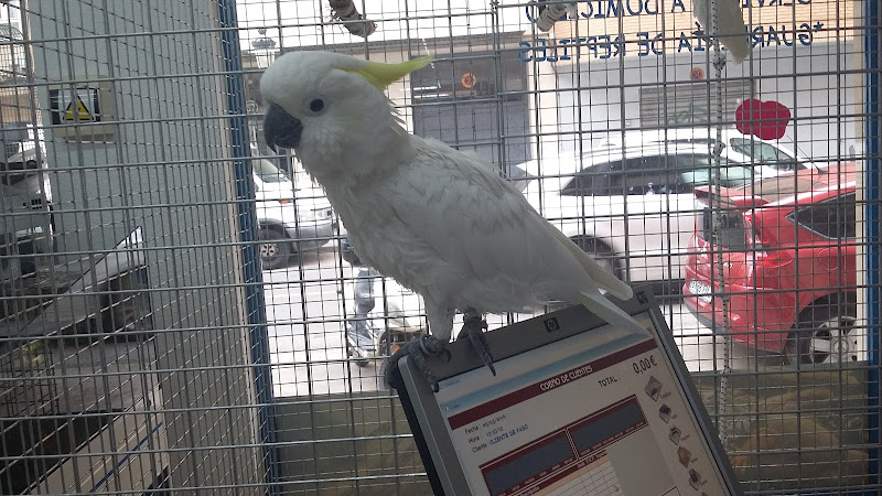 Negocio Mascotas Del Mundo