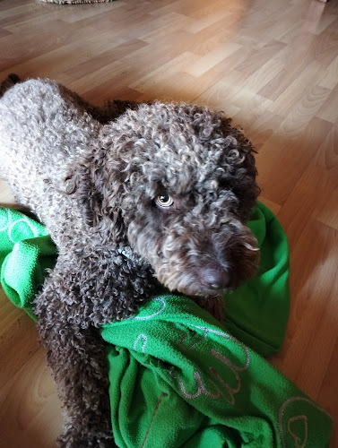 Negocio Maskotum Reus