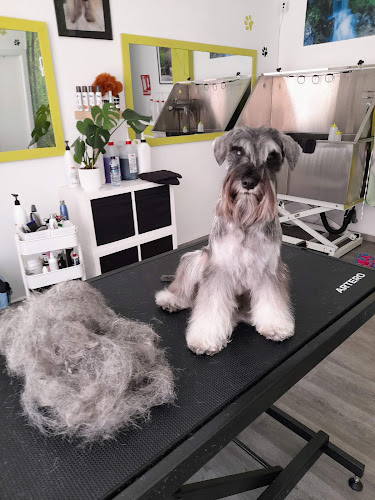 Negocio M'dog Natural Groomer