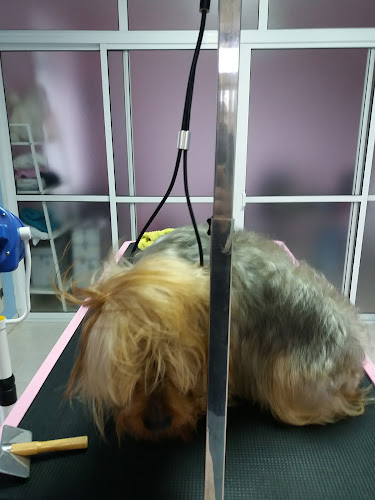 Negocio Mico's Peluqueria Canina