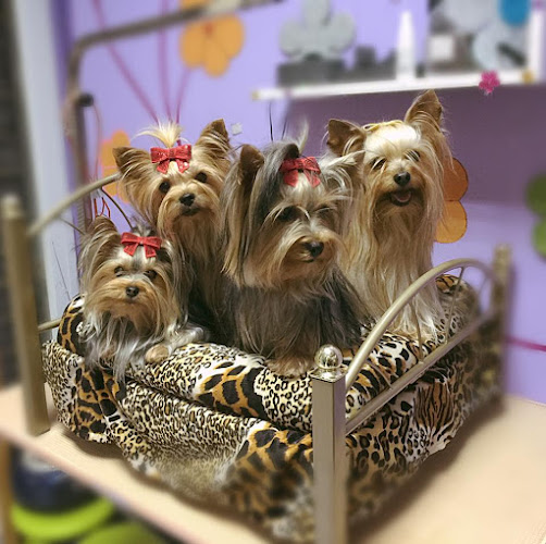 Mima'ls Perruqueria Canina Y Clínica Veterinària