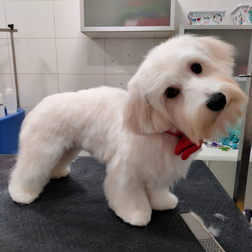 Negocio Mimats Perruqueria Canina I Felina, Cursos Iniciació Perruqueria, Alimentació I Accessoris