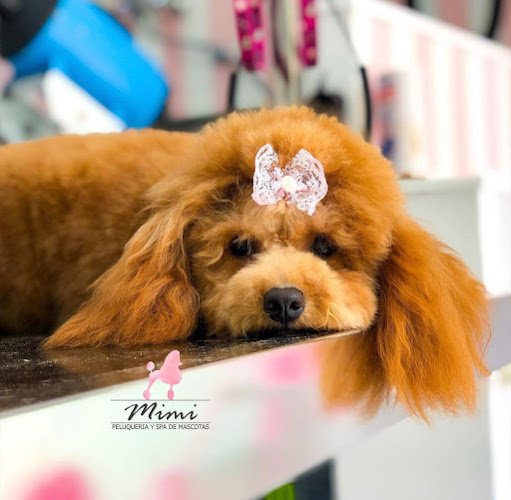 Negocio Mimi's Peluquería Canina & Felina