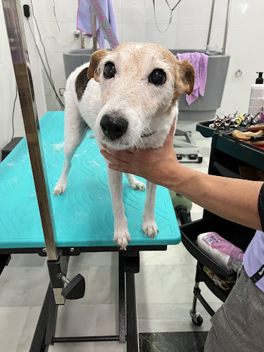 Negocio Mimoclin Dog Care