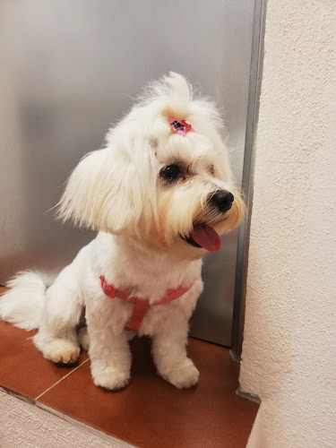 Negocio Mimomascotas