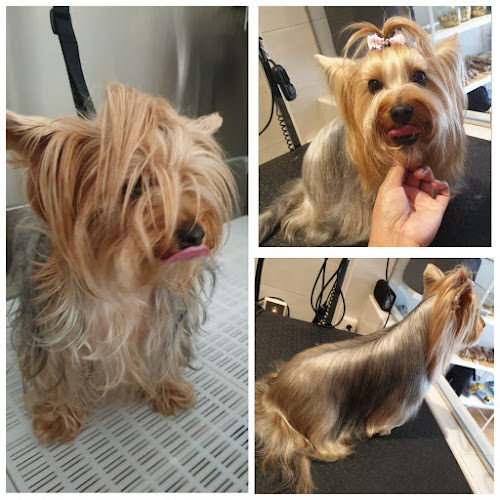 Negocio Mimopets Bilbao Peluquería Canina Y Spa (Ozonoterapia)