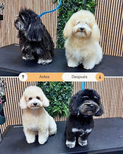 Misiguau Pets | Peluquería Canina Y Felina