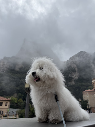 Mon Amic – Peluquería Canina Sarrià, Barcelona