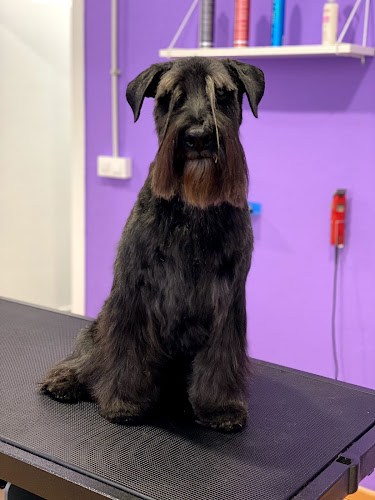 Negocio Mr & Mrs Dog - Peluquería Canina Y Alimentación Natural