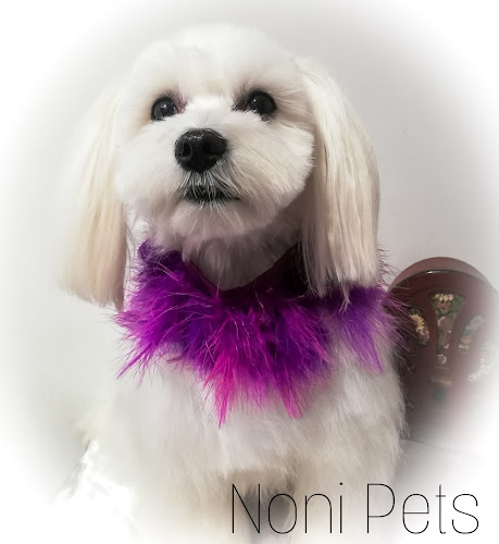 Negocio Noni Pets, Peluquería Canina, Terapias De Reiki, Ozonoterapia Y Spa Para Mascotas