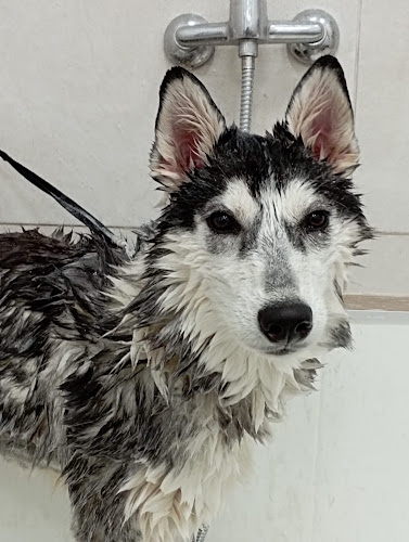 Negocio Nucs Peluquería Canina