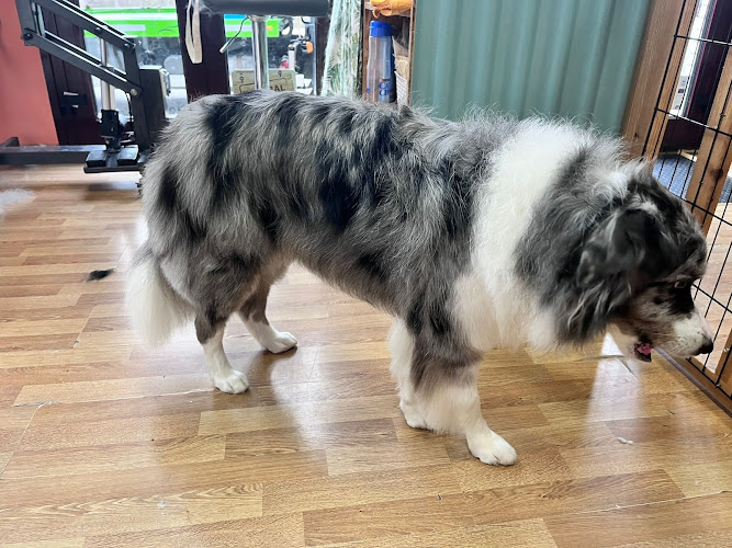 Negocio Paraíso Peludo - Peluquería Canina Y Tienda De Alimentación Natural