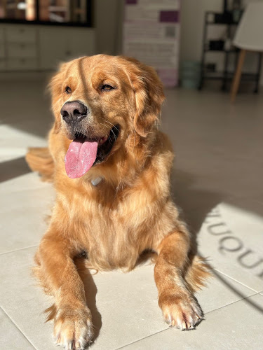 Negocio Paupets Peluquería Canina By Paula García