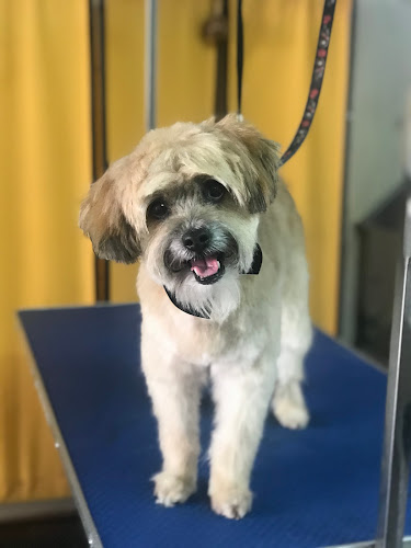 Negocio Paws Peluqueria Canina Y Felina