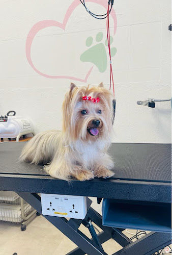 Negocio Pelo Sano Peluquería Canina Y Felina