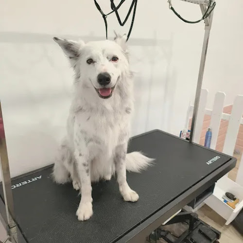 Negocio Pels Pèls Peluqueria Canina I Felina