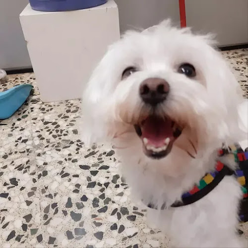 Negocio Pelsdegos. Perruqueria Canina
