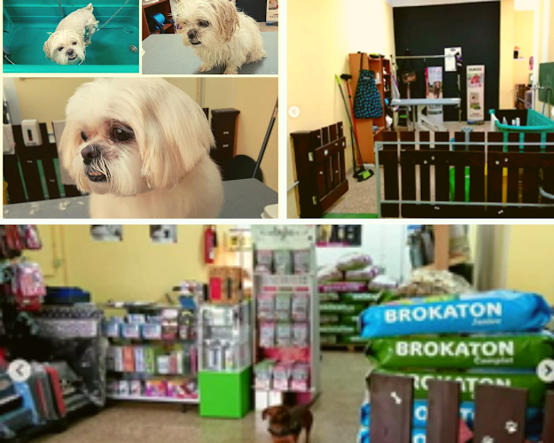 Negocio Peludogs | Peluquería Canina En Tenerife