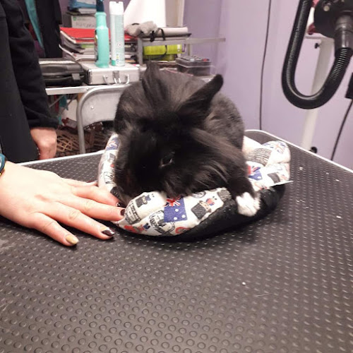 Negocio Peludos Pets