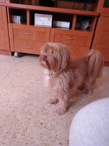 Peluquería Amores Caninos