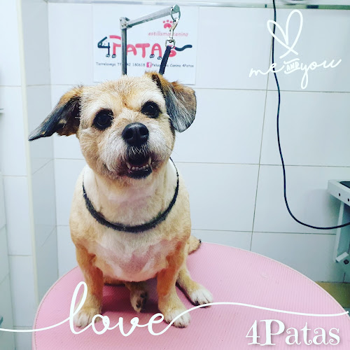 Negocio Peluqueria Canina 4Patas Torrelavega