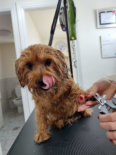 Negocio Peluquería Canina A Domicilio Estudio Zaranda