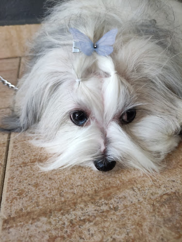 Negocio Peluquería Canina Aigua I Sabo