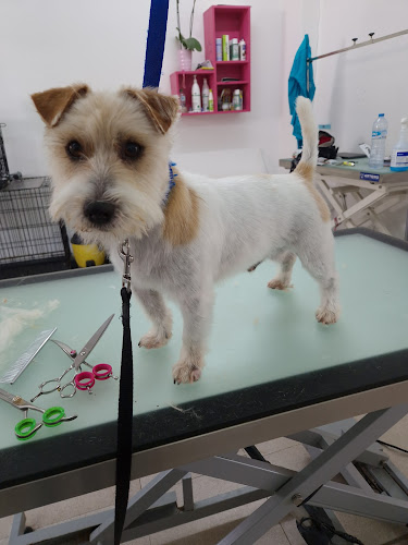 Negocio Peluquería Canina Ainara Martin