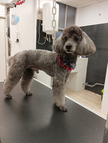 Peluquería Canina Alicante Vanity Pets