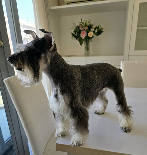 Peluquería Canina Ángel