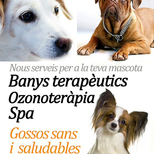 Negocio Peluquería Canina Angie