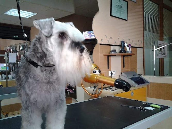Negocio Peluquería Canina Animals House