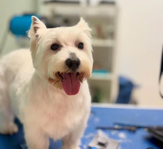 Negocio Peluquería Canina Apache Innovación