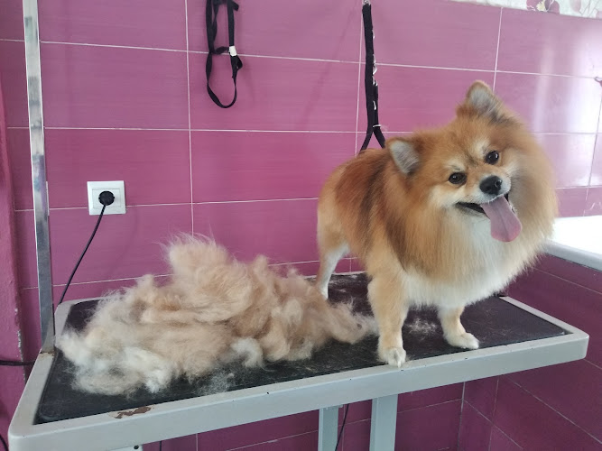 Negocio Peluquería Canina Apricot