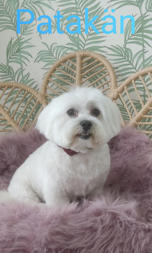 Negocio Peluquería Canina + Autolavado Patakän