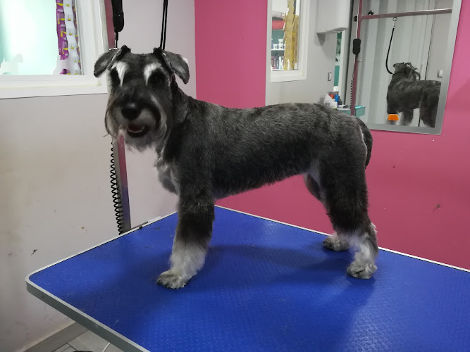 Negocio Peluqueria Canina Azahara