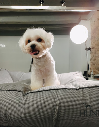 Negocio Peluqueria Canina Bonito Perro & Beatriz