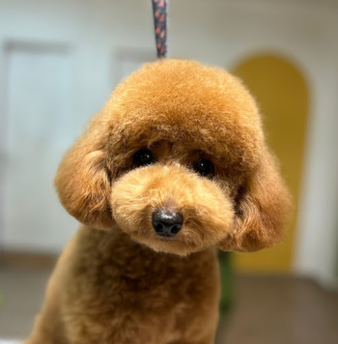 Negocio Peluquería Canina Can De Chira