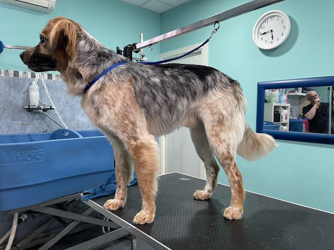 Negocio Peluquería Canina Canessa