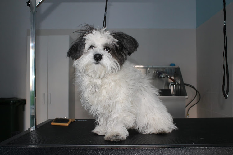 Negocio Peluquería Canina Carbajosa. Guau! Qué Pelos