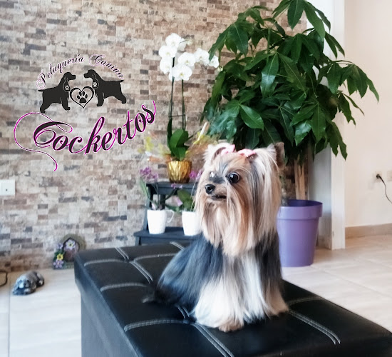 Negocio Peluquería Canina Cockertos