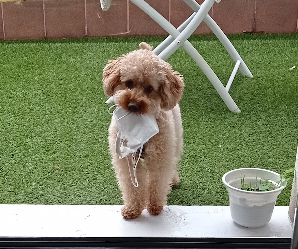 Negocio Peluqueria Canina Coquetos