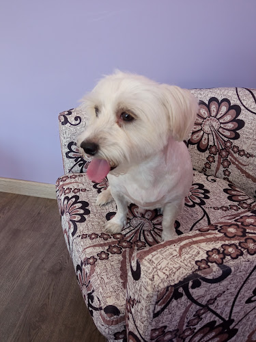Peluquería Canina Cuatro Pelos