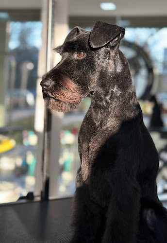 Negocio Peluquería Canina Di Sousa