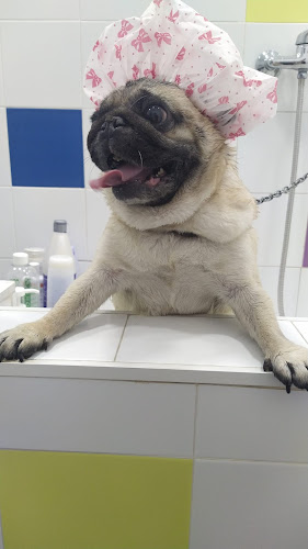 Negocio Peluquería Canina Doglimpio