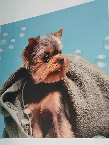 Negocio Peluquería Canina Dogstyle